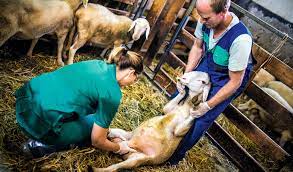 La fao considera la sanidad animal una herramienta necesaria para una producción ganadera más sostenible. La Ley Europea De Sanidad Animal Entra En Vigor Cinco Anos Despues De Su Aprobacion Oviespana
