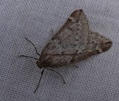 Image result for Trichopteryx elegantula