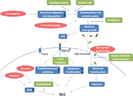 Publikacje naukowe do bibliografii z pełnym tekstem pdf. Recent Advances In Prevention And Therapies For Clinical Or Experimental Necrotizing Enterocolitis Springerlink