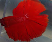 Tail Biting Fish Care