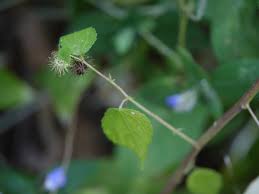 Image result for Triumfetta annua