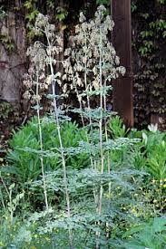 Check spelling or type a new query. Our Plants California Flora Nursery