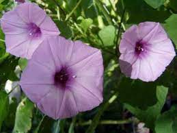 Baguio S Wild Morning Glory Climbing Vine Climbing Flowers Morning Glory Flowers Morning Glory