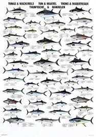 Pin By Nancybannon262 On Fishing Fish Chart Fish Tuna