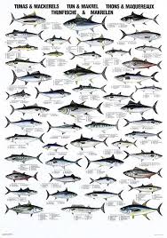 Pin By Nancybannon262 On Fishing Fish Chart Fish Tuna