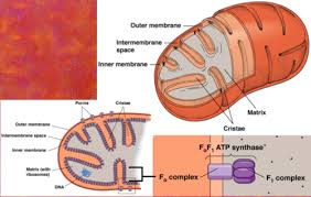Mitochondria structure is quite compact, and all of its functions happen within this structure. E2 Structure Function Of Mitochondria Flashcards Quizlet