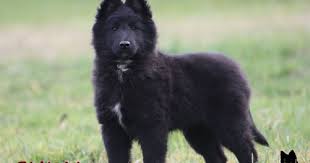 Toutefois, il est possible de se spécialiser en validant un ceav (certificat d'etudes approfondies vétérinaires, bac +8) ou un desv. Pensions A Verniolle