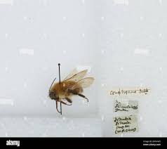 Image result for Bombus consobrinus