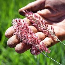 Image result for Melinis nerviglumis