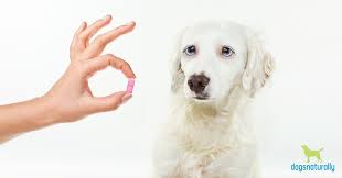 In fact for future reference there are no known drug interactions for any pet currently taking apoquel. Apoquel And Benadryl Interactions Connectintl Com