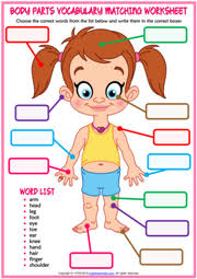 Body parts worksheets help your preschooler learn the parts of the body with a body parts worksheet. Body Parts Esl Vocabulary Worksheets