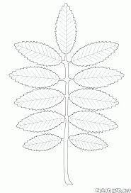 Coloring Page Rowan Leaf Autumn Leaves Art Coloring Pages Coloring Pages Nature