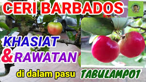 Maybe you would like to learn more about one of these? Ceri Barbados Khasiat Dan Rawatan Youtube