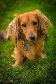 Such A Beautiful Picture Of My Lovely Boy Jack Dachshund Dog Dachshund Puppies Long Haired Dachshund