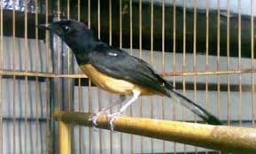 Murai batu bordan memiliki kesamaan dengan murai batu medan. Mengenal Jenis Murai Batu Borneo Makanan Dan Harga