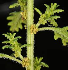 Image result for Dysphania pumilio