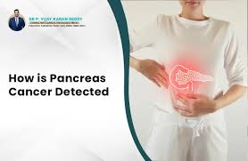 Image result for pancreas)