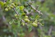 Image result for Commiphora angolensis