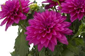Dahlia Pictures National Garden Bureau Yearofthedahlia Purple Plants Monrovia Plants Plants