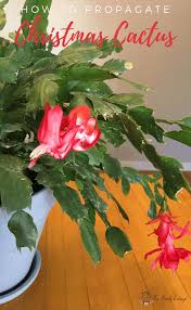Just like other plants, a christmas cactus may wilt. How To Propagate Christmas Cactus Ideas For The Home