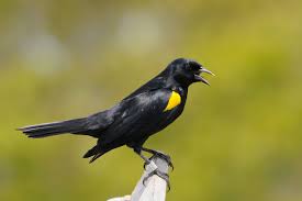 Bird With Black And Yellow Feathers Yellow Shouldered Blackbird Wikipedia The Free Encyclopedia Black Bird Birds Great Backyard Bird Count
