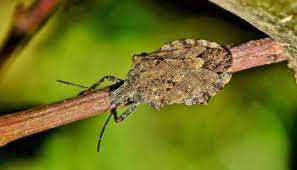 Check spelling or type a new query. Can Dogs Eat Bugs Insects Your Dog Can And Cannot Eat