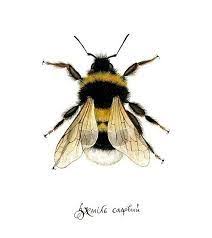 Large Garden Bumblebee Illustration Google Search Bee Bumble Bee Bumble