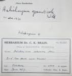 Image result for Vernonia musofensis