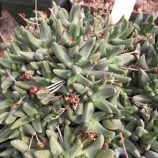 Image result for Hereroa glenensis