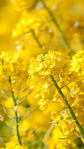 Nature Spring Yellow Cole Flowers Branch Macro Iphone 5s Wallpaper Download Iphone Wallpaper Yellow Flower Wallpaper Spring Wallpaper Iphone Wallpaper Yellow