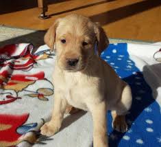 What is a black lab dog? Akc British Yellow Lab Puppies Male Female 8 Weeks For Sale In Marine Minnesota Classified Americanlisted Com