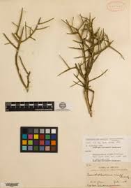 Image result for Allocassine laurifolia