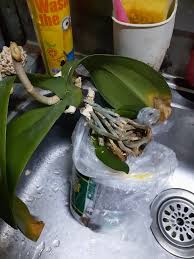 みんなの趣味の園芸