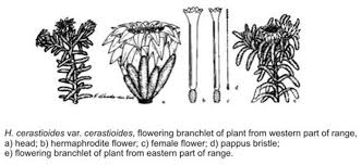 Image result for Helichrysum cerastioides