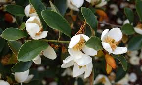Image result for Mechowia grandiflora