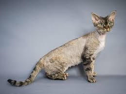 If you wish to be added to our waiting list for a kitten, please fill this form. Siarung Siamese Oriental Devon Rex Scotland Home Facebook