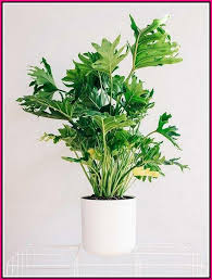 Tips To Create Your Garden More Beautiful Simple Garden Ideas Tall Indoor Plants Large Indoor Plants Big Leaf Indoor Plant