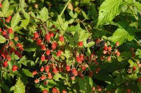 The flowers are followed by small, black berries that are eaten by birds. Know Your Native Deer Foods Nda