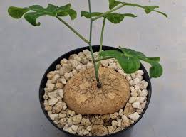 Image result for Adenia stenodactyla