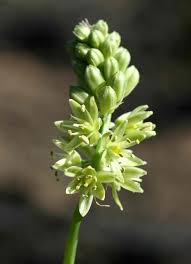Image result for Albuca virens