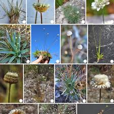Image result for Syngonanthus longibracteatus
