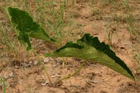 Image result for Stylochaeton