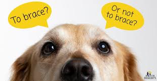 Maybe you would like to learn more about one of these? The Dog Acl Brace 5 Surprising Answers To The Question To Brace Or Not To Brace Dr Buzby S Toegrips For Dogs