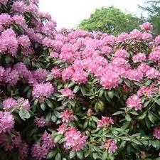 Top 12 Deadliest Garden Plants Good To Know If You Have Small Children Or Pets Deadly Plants Garden Plants Plants