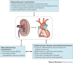 Most primary renal diseases eventually disturb sodium and volume control sufficiently to produce clinical hypertension. Heart Failure And Kidney Dysfunction Epidemiology Mechanisms And Management Nature Reviews Nephrology