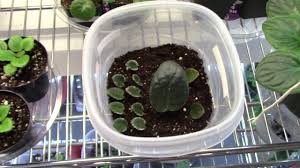 African violets have one job: African Violets Leaves Raising Little Violets Youtube