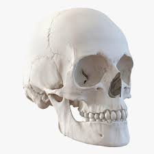 Female Human Skull 3d Model Ad Human Female Model Skull Real Human Skull Female Skeleton Female Human