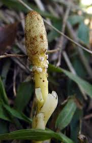 Image result for Fernandoa abbreviata