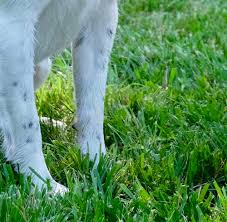 Artificial grass for dogs and pets will provide a cleaner and lower maintenance place for your loved ones to play and relax. Growing Grass With Dogs Around Lawn Turf Tips For Pet Parents Home For The Harvest