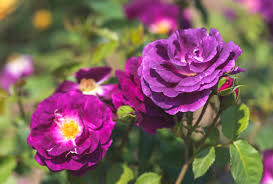 Роза флорибунда маликорн (rose malicorne floribunda) дельбар (delbard). 14 Floribunda Roses For Your Flower Garden